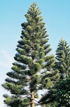 Bor